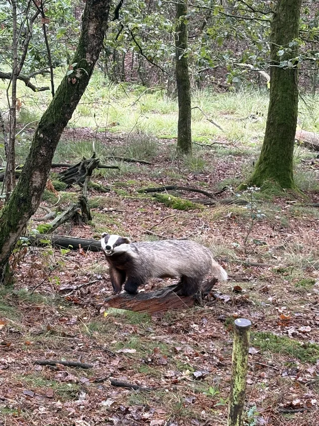 Kind läuft auf einem Waldweg zu einer Station.